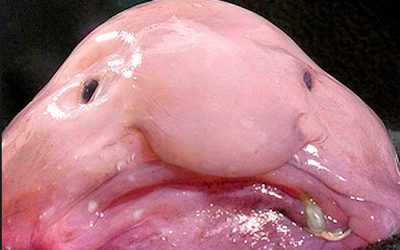 What Is So Important About the Blobfish?