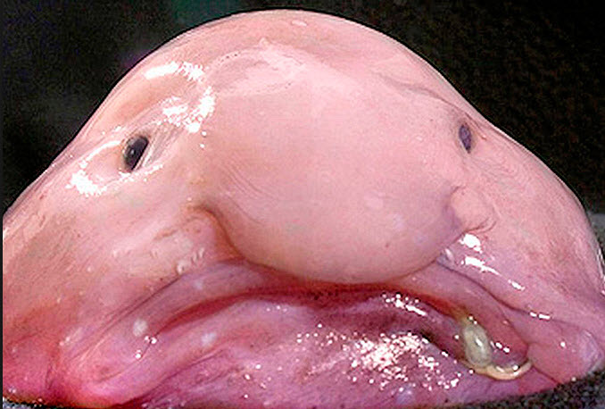 What is a blobfish?