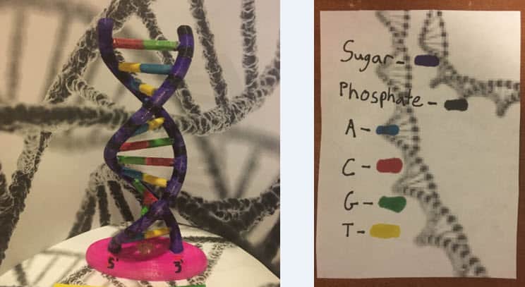 dna model project with beads