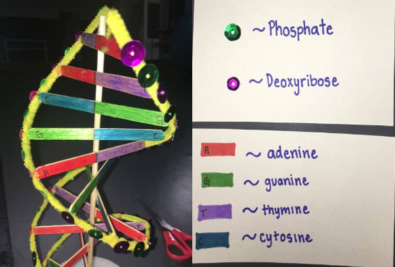 how to make a simple dna model for kids