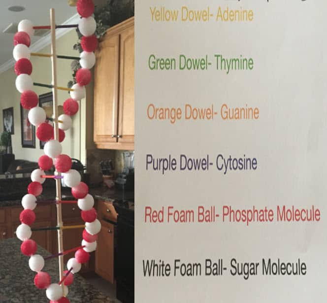 How To Build A Dna Model With Styrofoam Balls - Rowwhole3