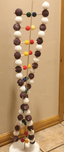 dna model project with beads